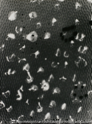 作品画像：