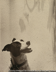 作品画像：(犬)