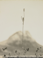 作品画像：草の実