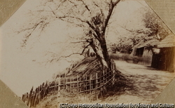 （桜木のある堤）