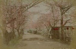 作品画像：東京　向島
