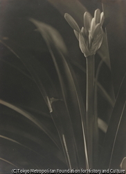作品画像：（植物）