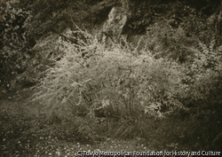 作品画像：（植物）