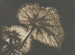 作品画像：植物