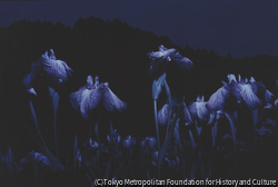 作品画像：ハナショウブ