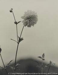 作品画像：（花）