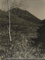 作品画像：木と山