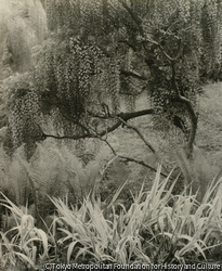 作品画像：藤春