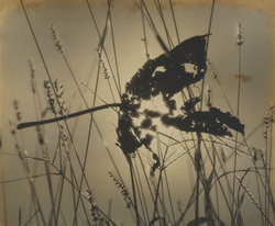 作品画像：晩秋素描 (其の二)