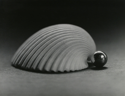 作品画像：貝 no.1