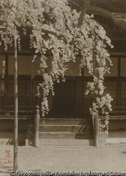 作品画像：（桜とお堂）