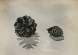 作品画像：華 其一