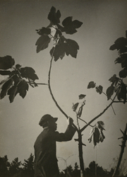 作品画像：(植物と人)