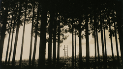 作品画像：黒の木立 1951