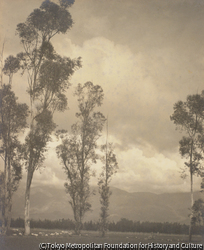 作品画像：並木風景