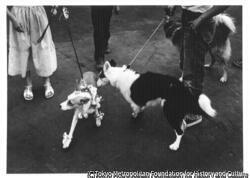 ペットショーでの2匹の犬