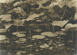 作品画像：蓮