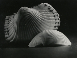 作品画像：貝 no.2