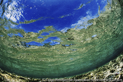 作品画像：水深30センチから見上げた海の宇宙