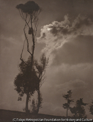 作品画像：樹と雲、太陽