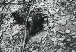 作品画像：長崎被爆写真 A-13-21