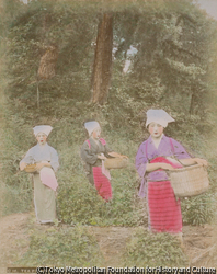 茶摘み