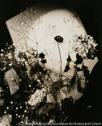 作品画像：(花)