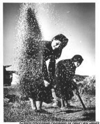 作品画像：穀物のふるい分け