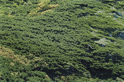 作品画像：高山のイメージがつきまとうニホンカモシカはやはりハイマツ帯がよく似合う