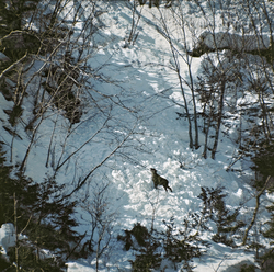 作品画像：雪崩があっても気にすることなく餌探しをする