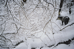 作品画像：新雪に行動するニホンカモシカを撮ってみたかった