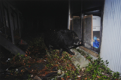 作品画像：原発事故で人は逃げブタは逃され、野生イノシシとの間に生まれたイノブタが無人となった家屋に自由に出入りする