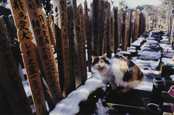 作品画像：神奈川県川崎市のペットたちの墓地
