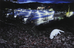 作品画像：被災者の仮設住宅に入れないネコは野外で暮らす。福島