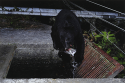 作品画像：夜、ニジマスの養殖場に侵入し、獲物を捕っていくツキノワグマ