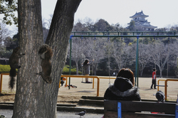 作品画像：静岡県浜松市の公園、大量に野生化したタイワンリスが遊ぶ