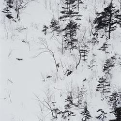 作品画像：初めて、カモシカにであう。中央アルプス1700メートルの高山