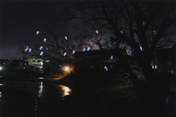 作品画像：夜間のねぐらを町のなかに求めたコサギたち