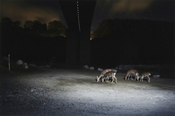 作品画像：橋脚下の河原には、水に溶けた塩化カルシウムが高速道路から垂れ流されている。それをなめに、夜な夜なシカがやってくる
