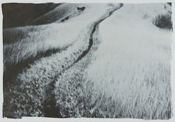 作品画像：草原