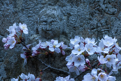 作品画像：桜並木の地蔵菩薩