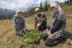 作品画像：早春の香りがする山菜採り