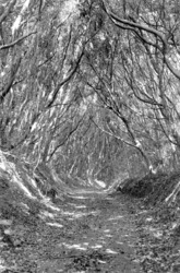 作品画像：生池城跡 壱岐島 2016.8.1