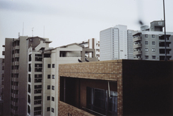 作品画像：Two Doves