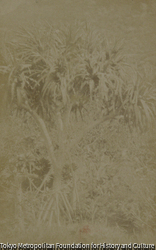 作品画像：題不詳（植物）