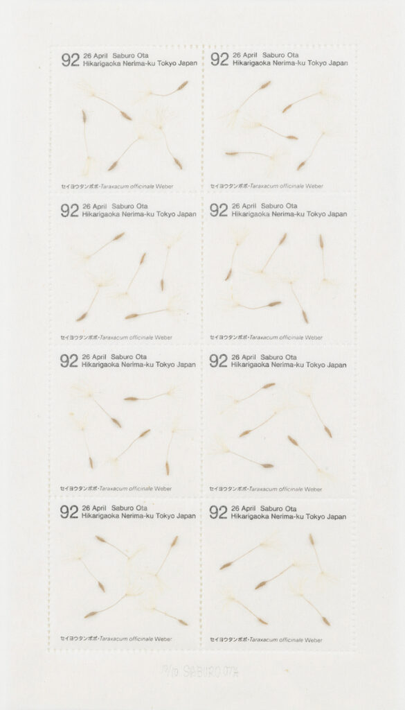 作品画像：Seed Project　セイヨウタンポポ･Taraxacum officinale Weber 1992年4月26日 東京都練馬区光が丘