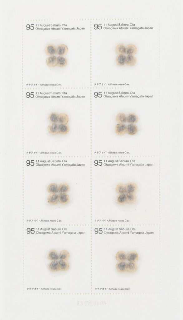 作品画像：Seed Project　タチアオイ･Althaea rosea Cav. 1995年8月11日 山形県西田川郡温海町大岩川