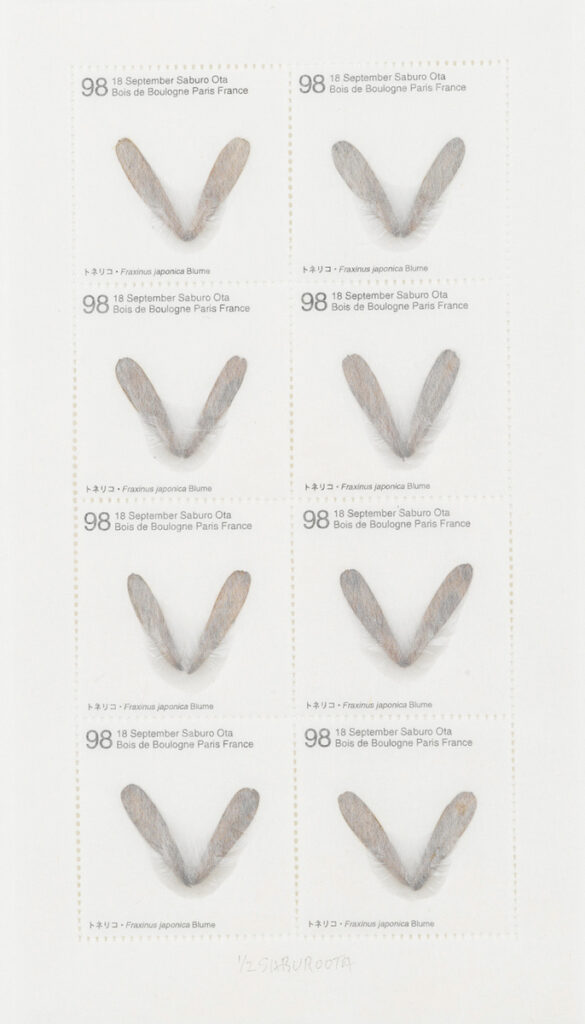 作品画像：Seed Project　トネリコ･Fraxinus japonica Blume. 1998年9月18日 Bois de Boulogne, Paris, France