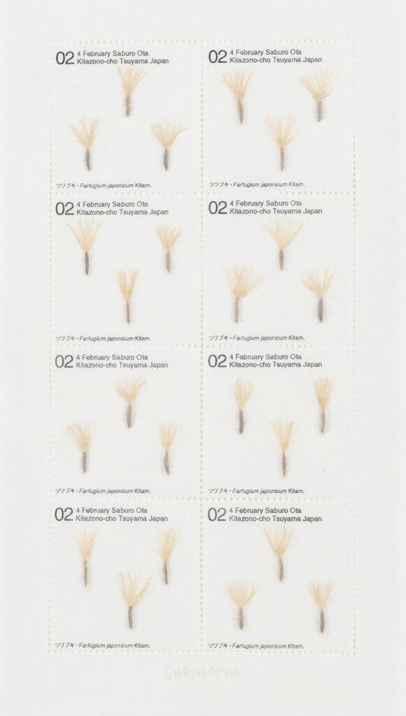 作品画像：Seed Project　ツワブキ・Farfugium japonicum Kitam. 2002年2月1日 岡山県津山市北園町