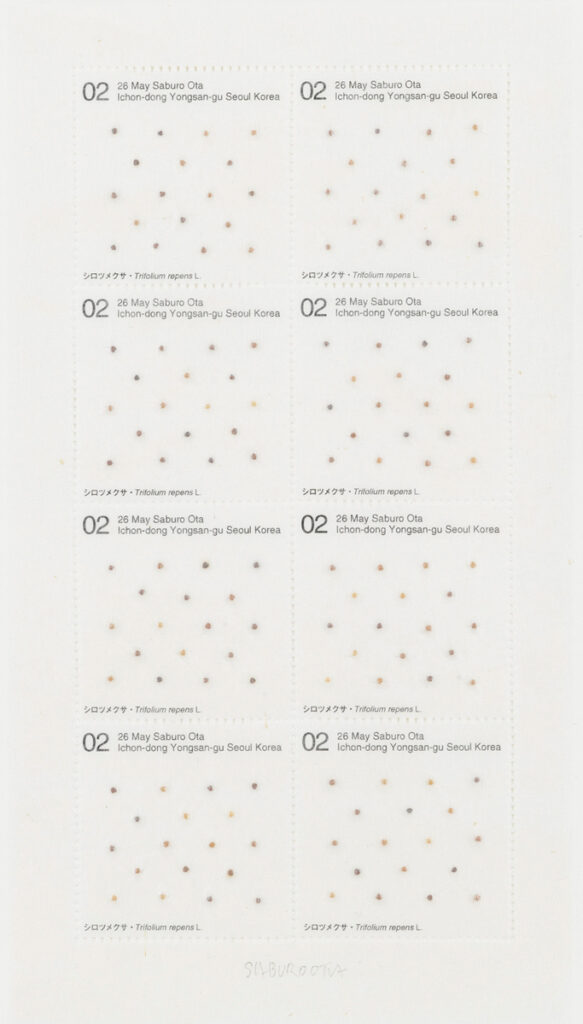 作品画像：Seed Project　シロツメクサ・Trifolium repens L. 2002年5月26日 Ichon-dong Yongsan-gu, Seoul Korea